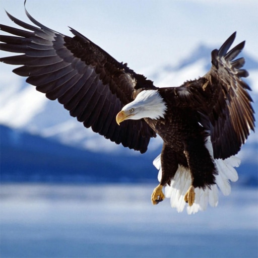 animals jigsaw puzzle eagle