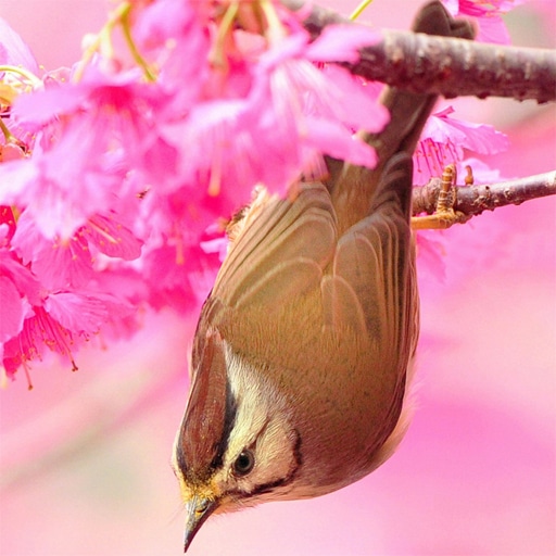 birds slide